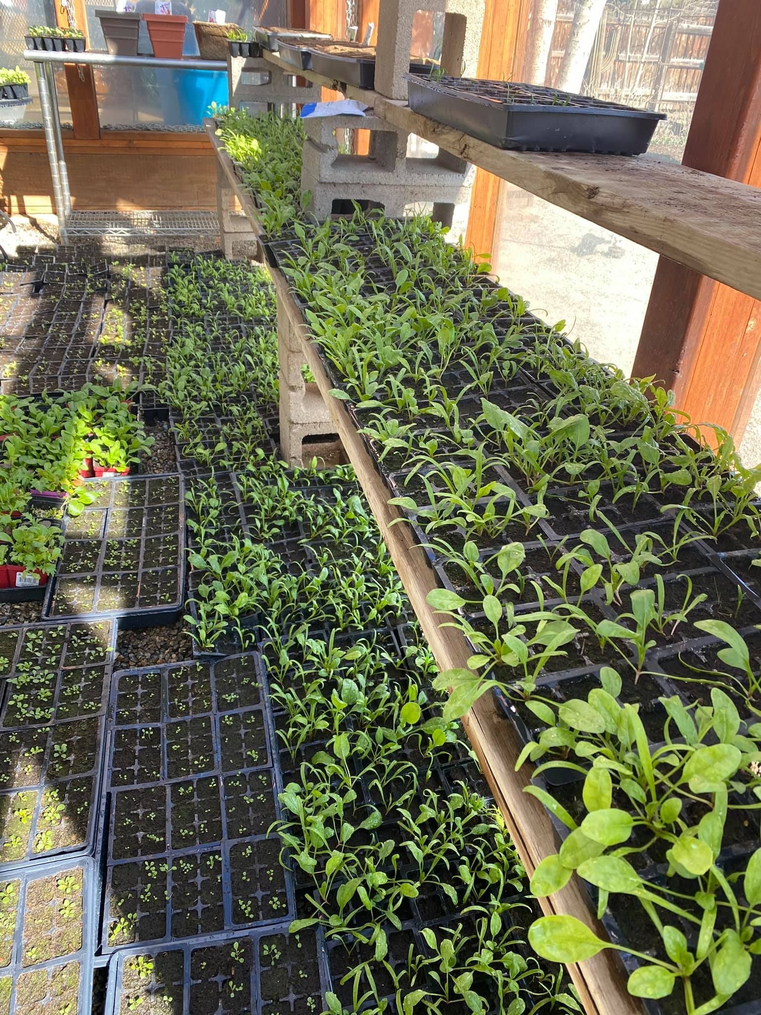 A greenhouse filled with lots of plants growing in trays.