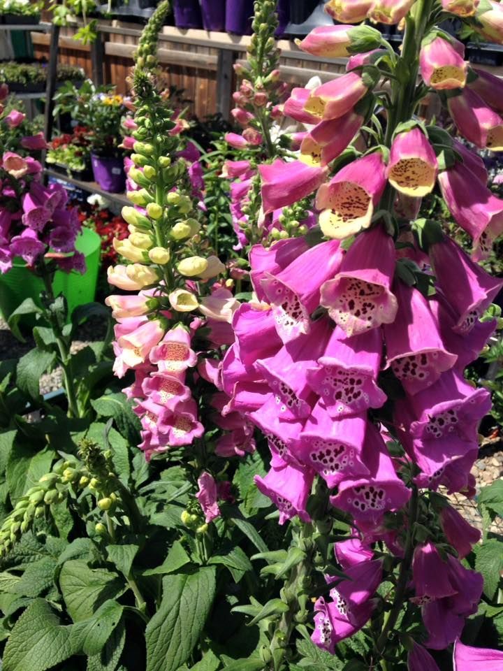 A bunch of purple flowers are growing in a garden.
