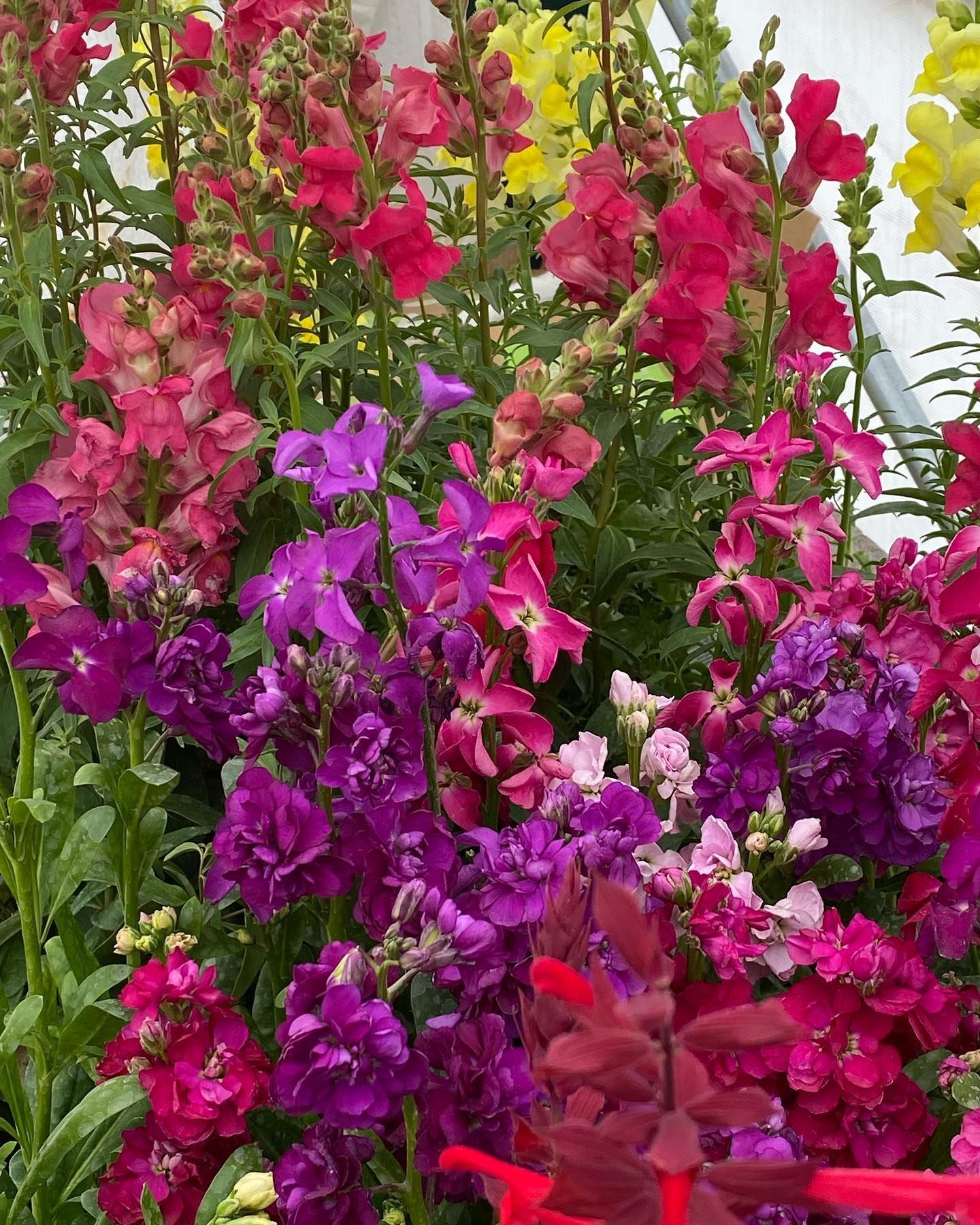 A bunch of pink and purple flowers are growing in a garden