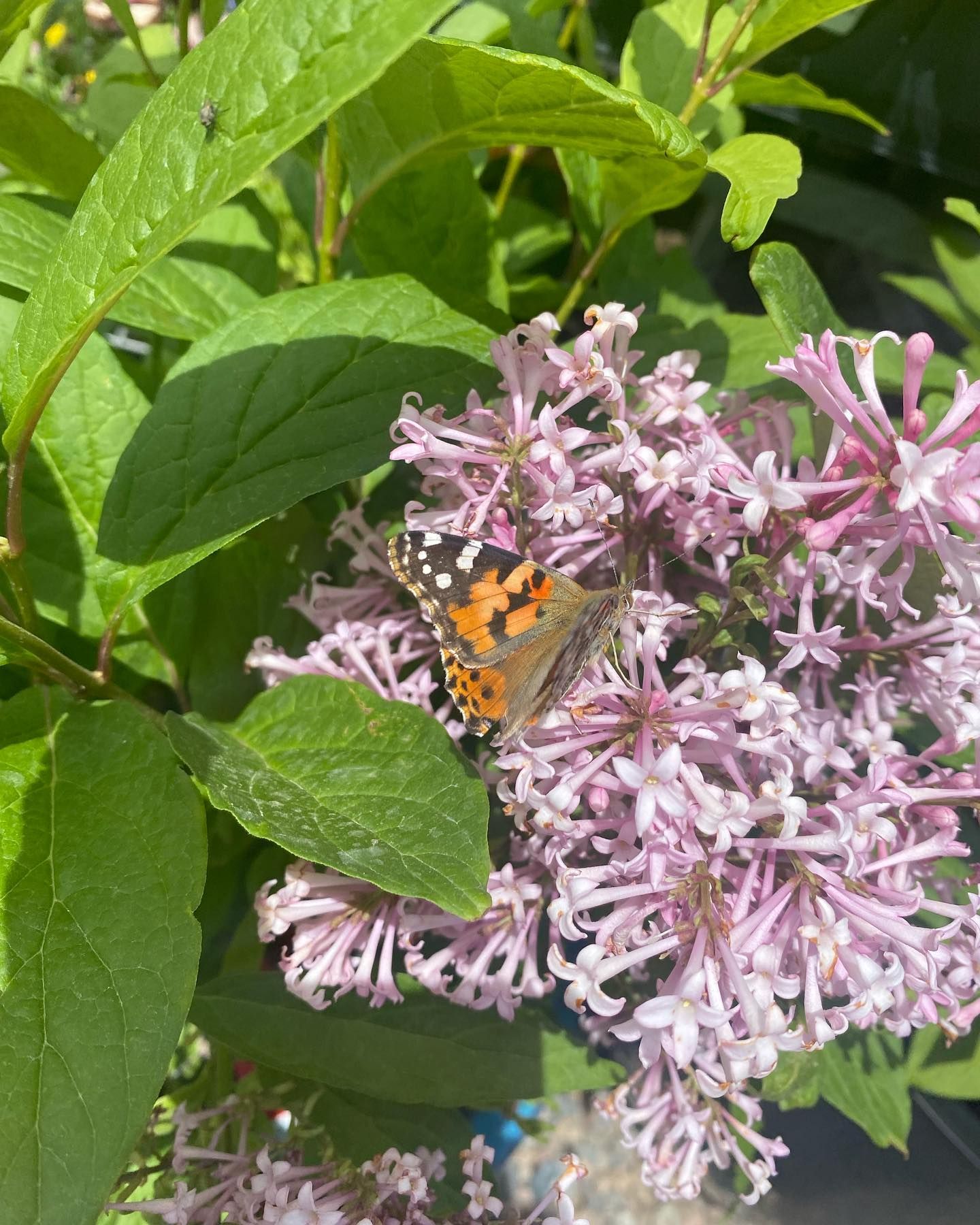A butterfly is perched on a purple flower surrounded by green leaves.