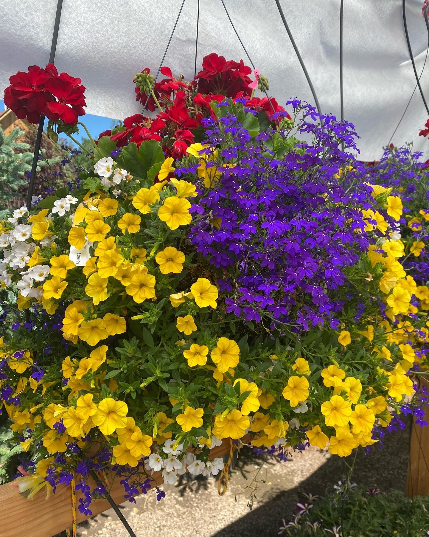 A hanging basket filled with yellow and purple flowers