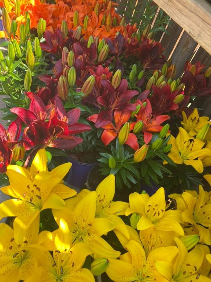 A bunch of different colored flowers are sitting on a table