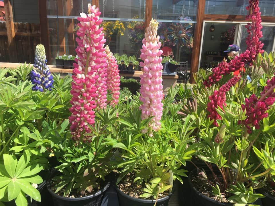 A bunch of potted plants with pink and red flowers.