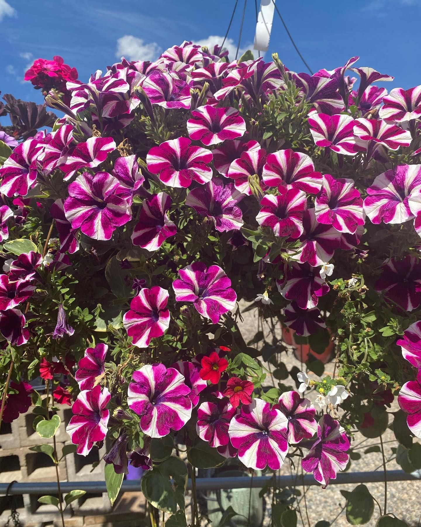 A bunch of purple and white flowers are hanging from a fence.