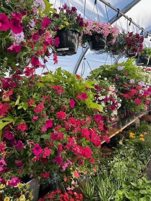 Hanging baskets filled with colorful pink, purple, and white petunias and green foliage inside a bright greenhouse.