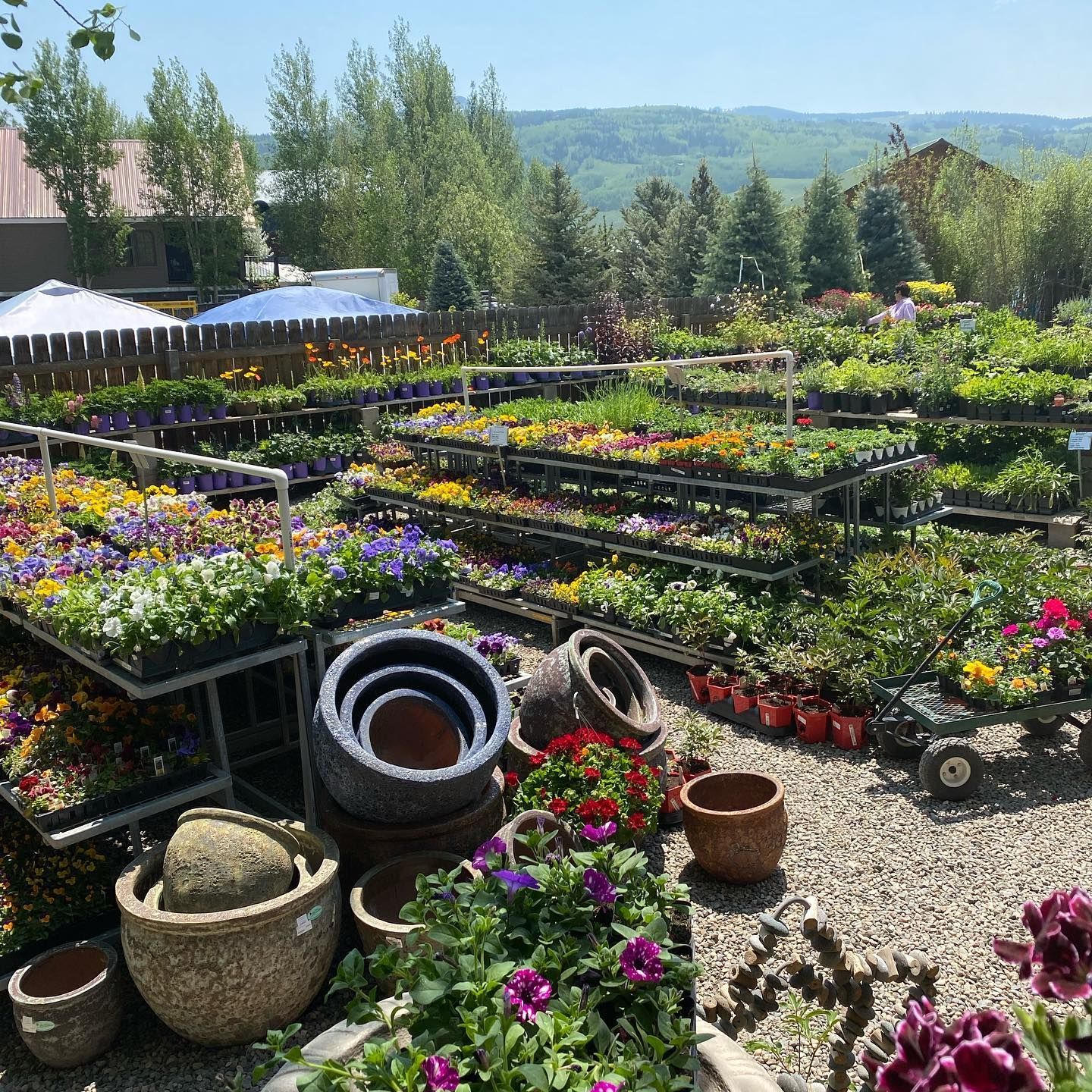 A garden center filled with lots of potted plants and flowers.