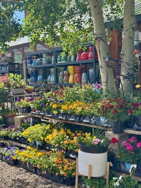 Outdoor nursery featuring tiered wooden shelves filled with colorful potted flowers and jars under tall birch trees.