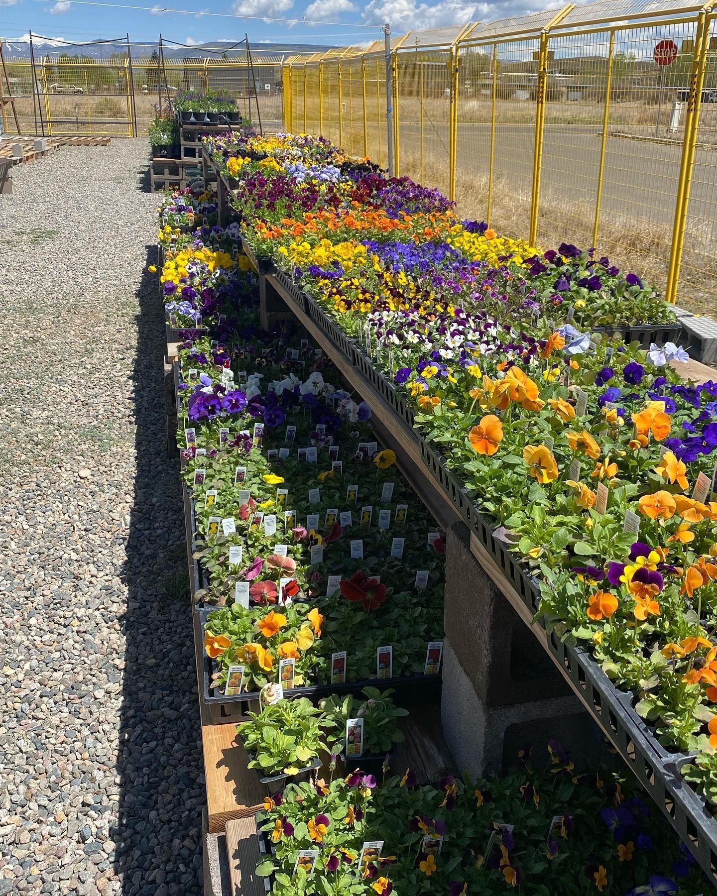 A bunch of flowers are sitting on a shelf in a garden.