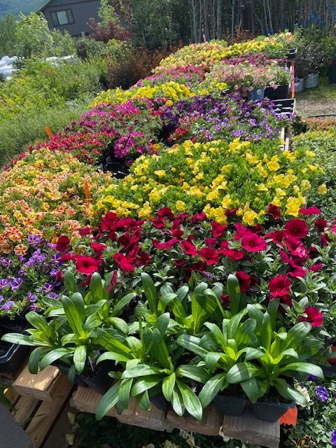 A vibrant outdoor display of potted flowers in shades of yellow, purple, red, and orange arranged on wooden tables.