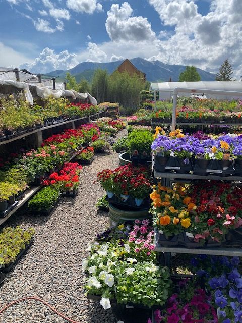 A plant nursery with rows of colorful potted flowers on display, set against a backdrop of mountains and a blue sky.