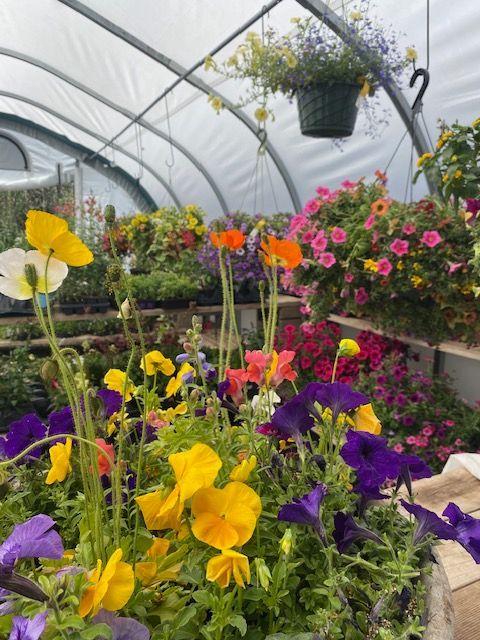 A colorful arrangement of yellow poppies, pansies, and purple petunias inside a greenhouse filled with hanging flowers.
