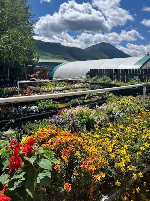 Rows of colorful flowers in a nursery garden with a large greenhouse and mountains in the background under a cloudy sky.