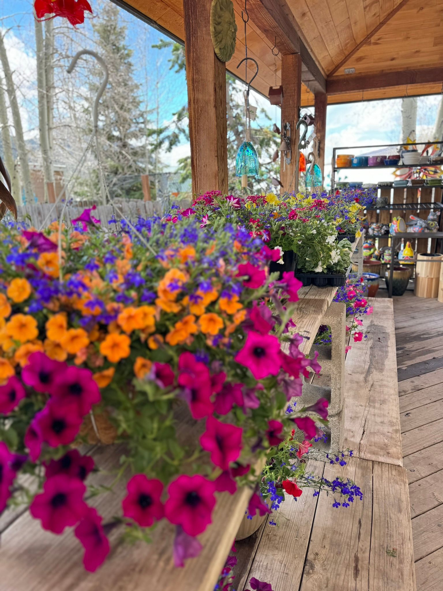 A bunch of colorful flowers are sitting on a wooden table.