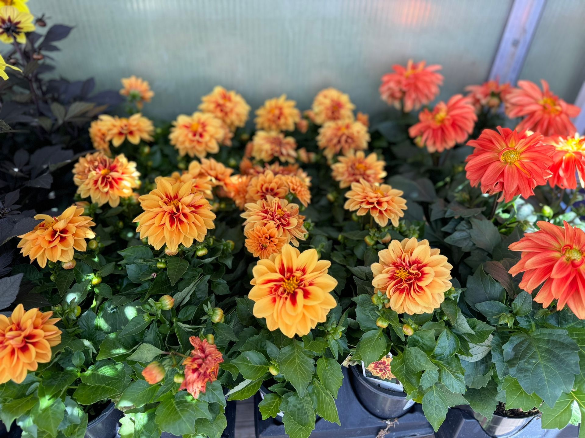 A bunch of orange and red flowers in pots