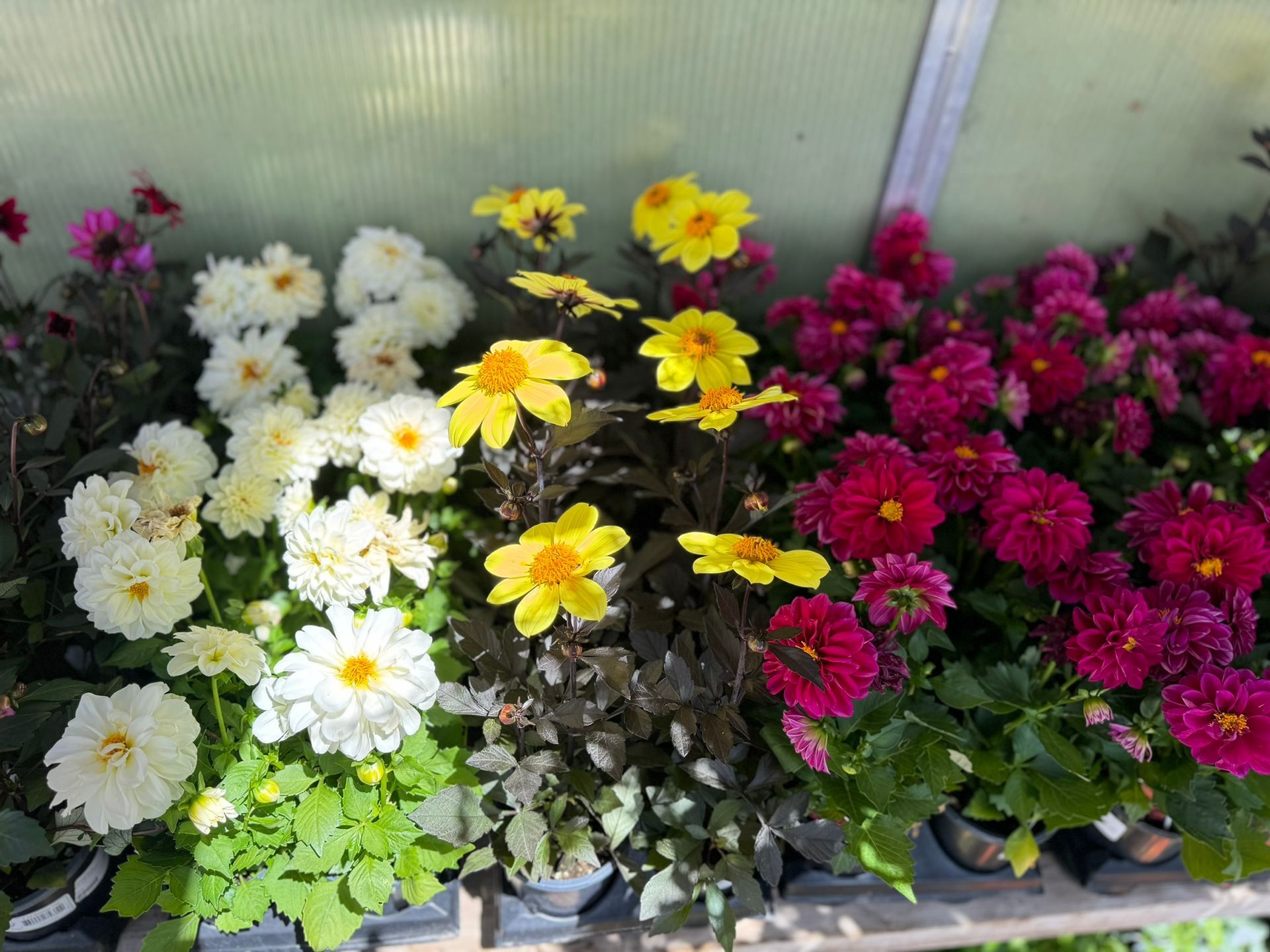 A greenhouse filled with lots of different types of flowers.