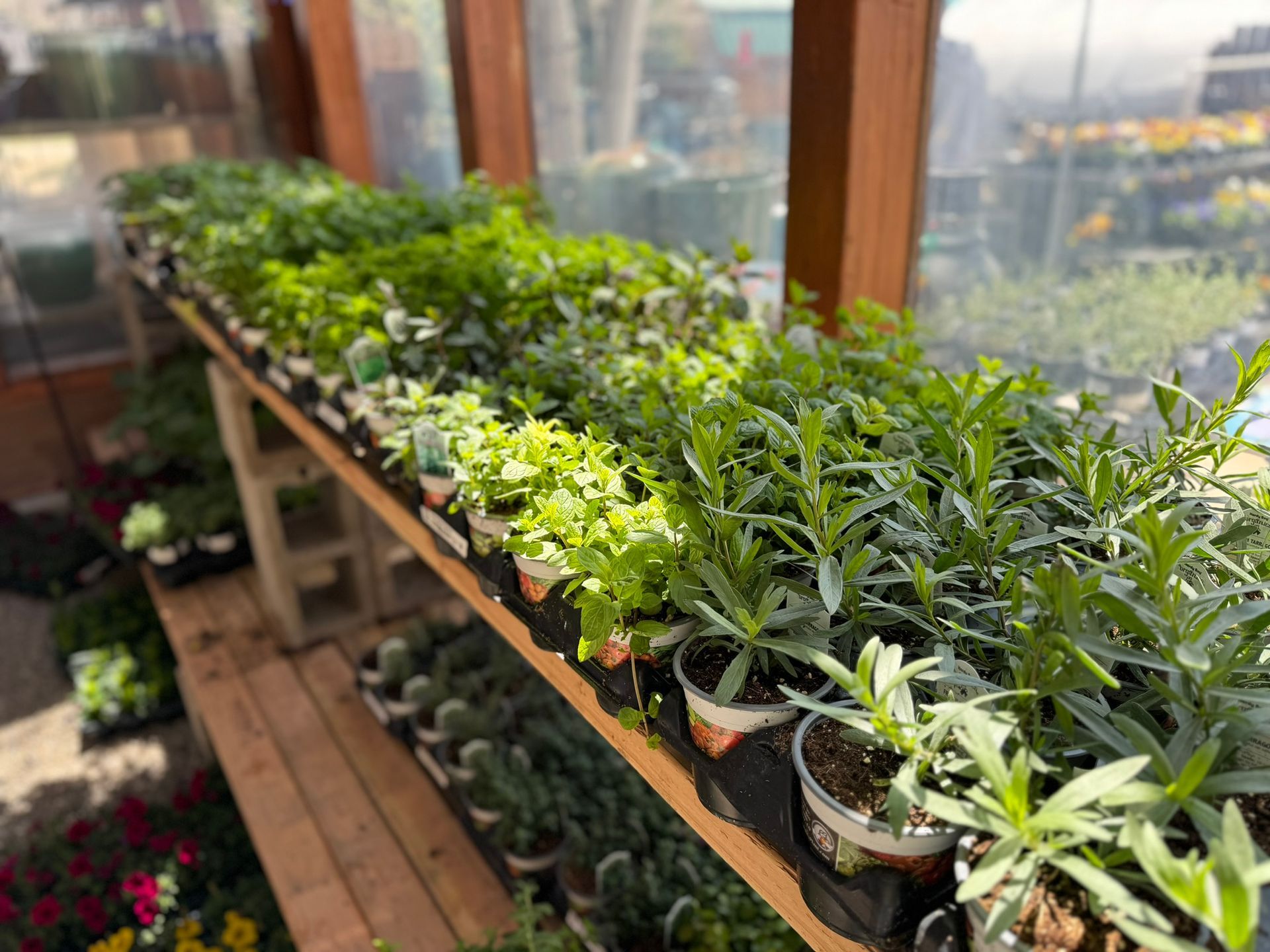 A greenhouse filled with lots of potted plants and flowers.