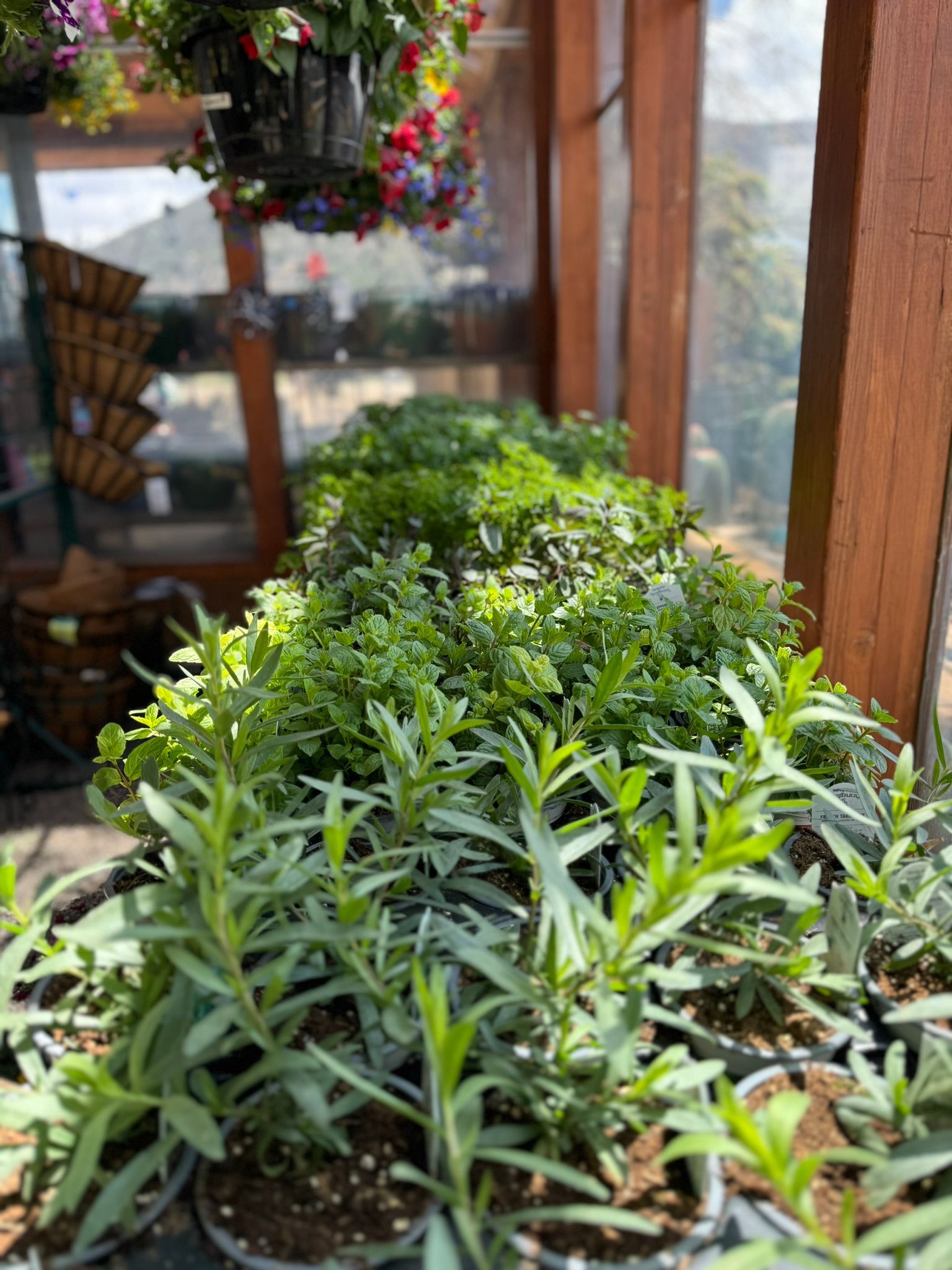 A bunch of potted plants are sitting on top of each other in a greenhouse.