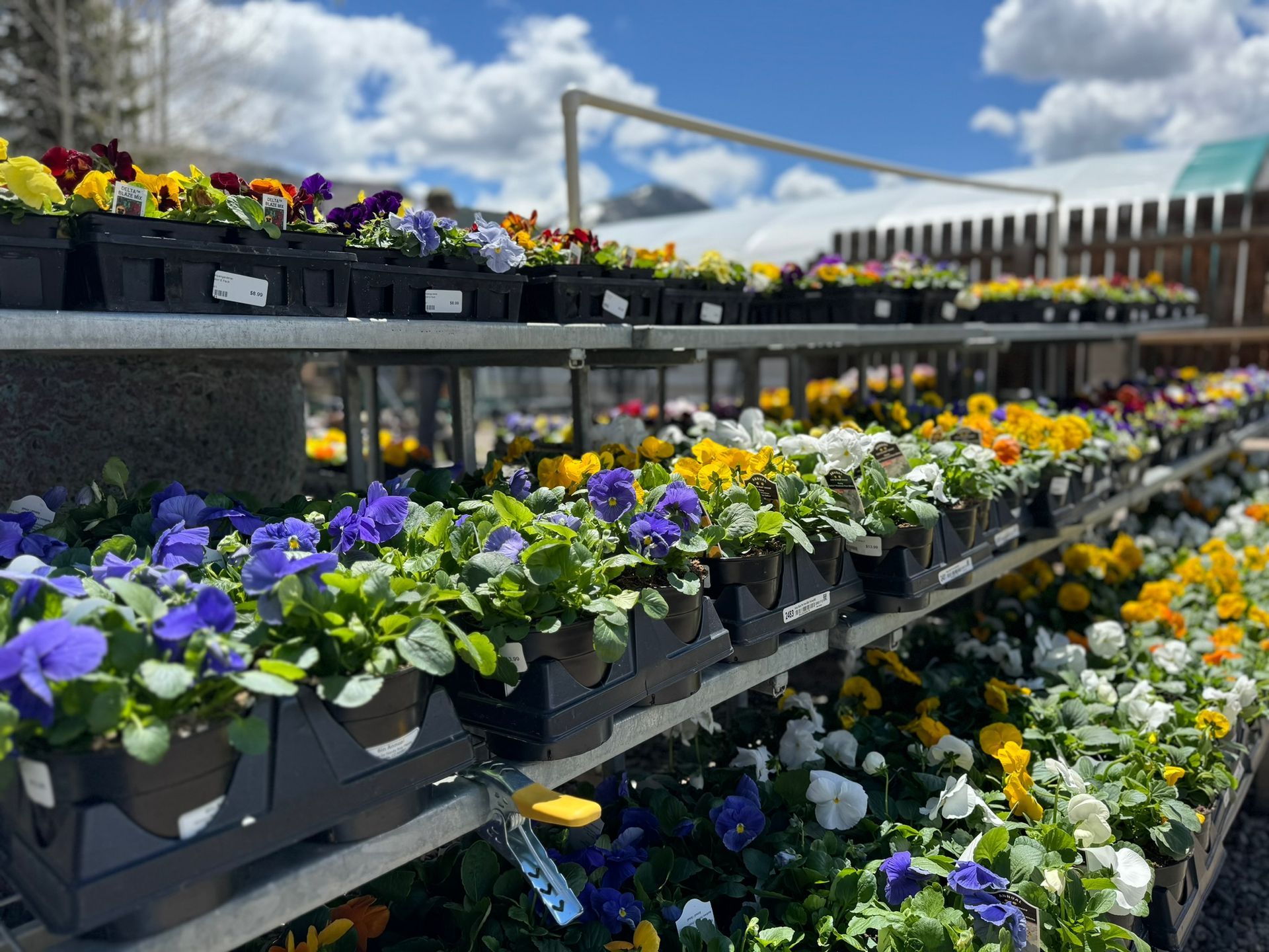 There are many different types of flowers on the shelves.