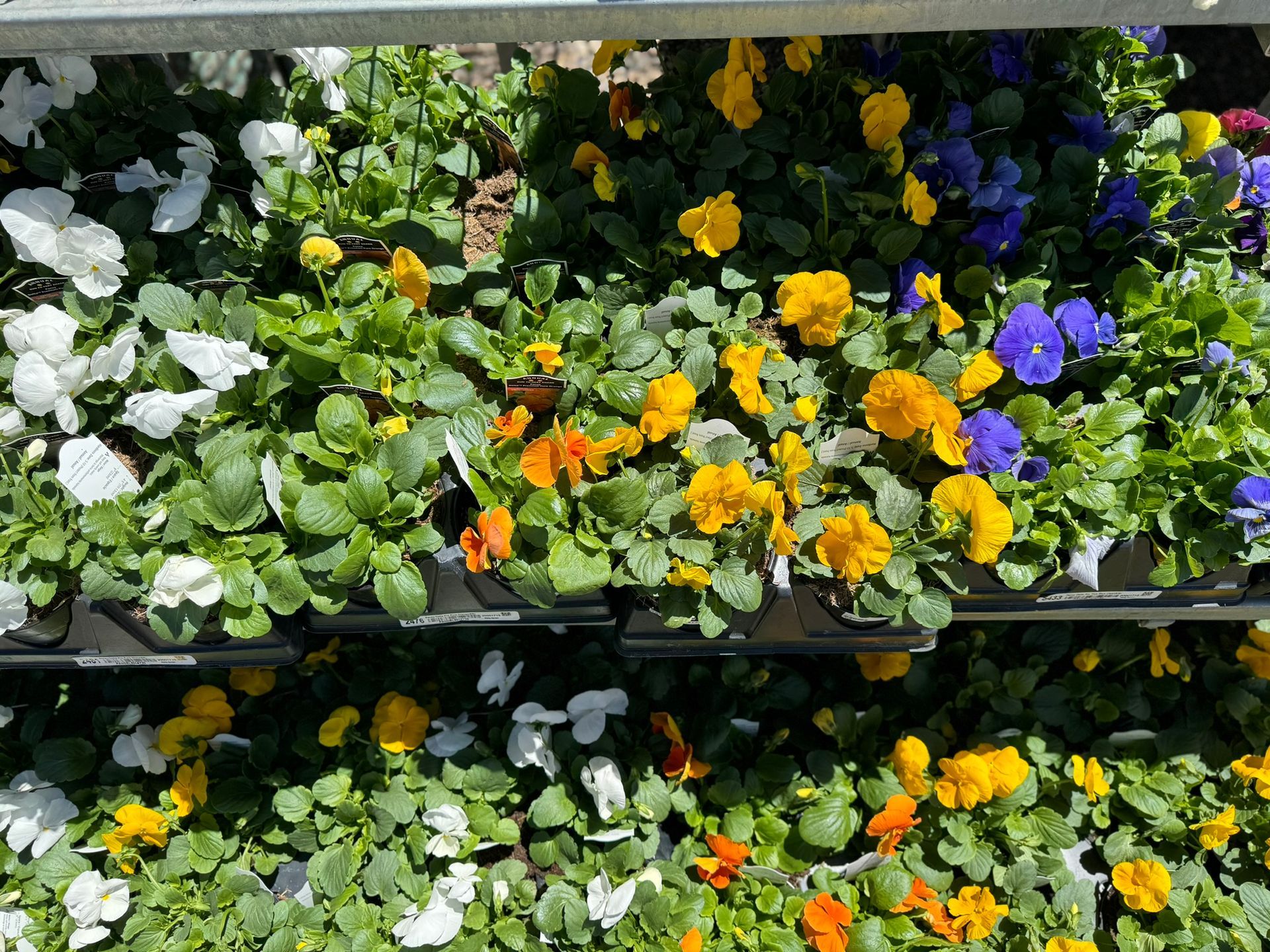 A bunch of different colored flowers are growing in pots