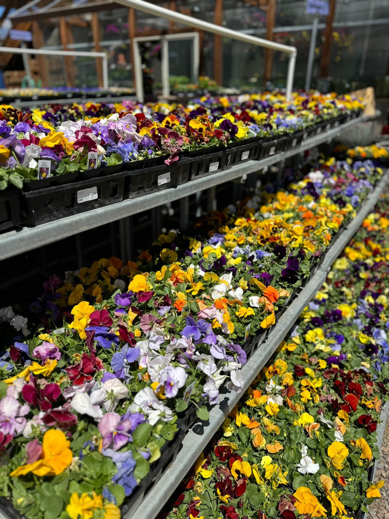 A bunch of flowers are sitting on a shelf in a greenhouse.