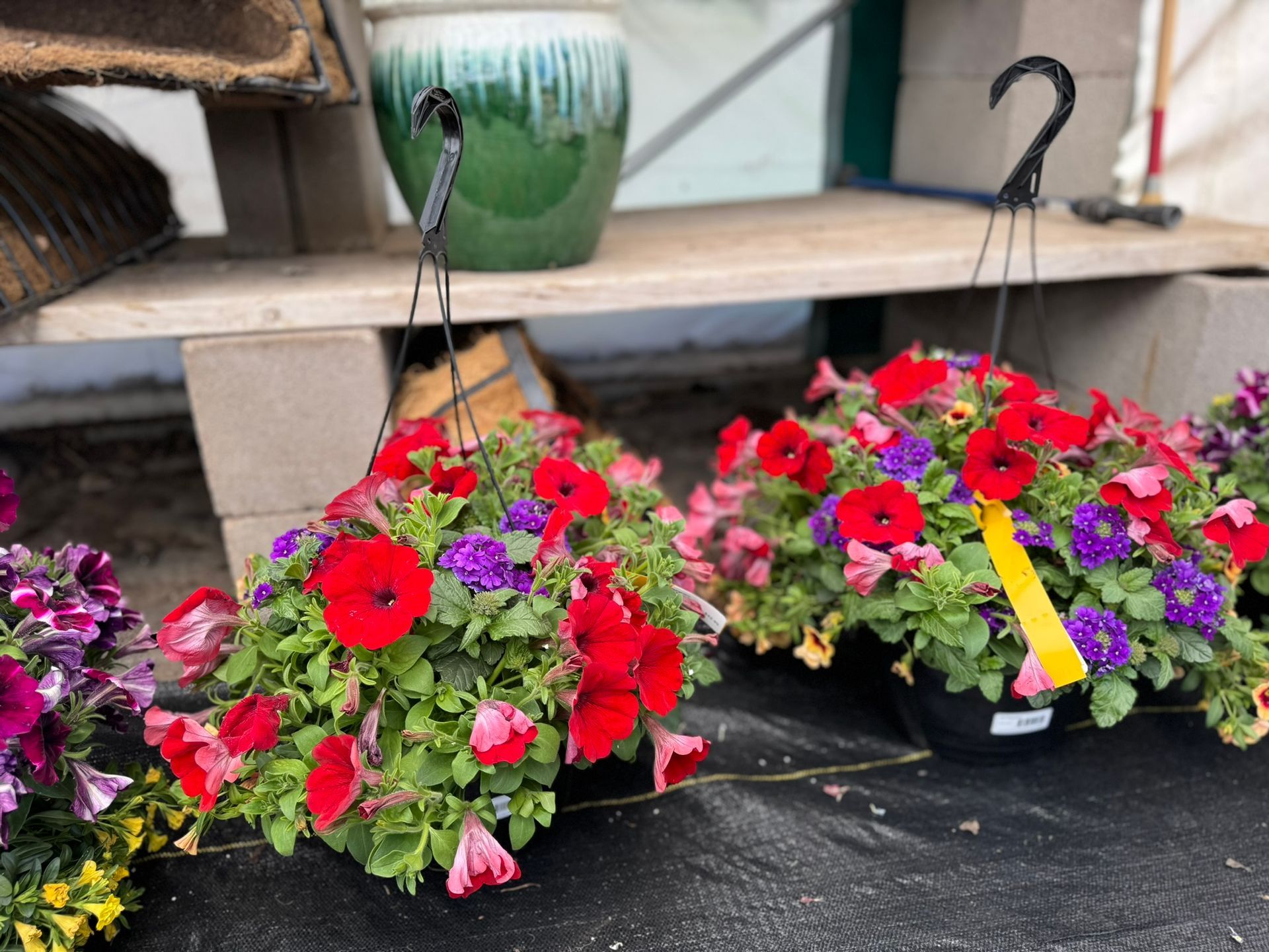 A row of hanging baskets filled with red and purple flowers