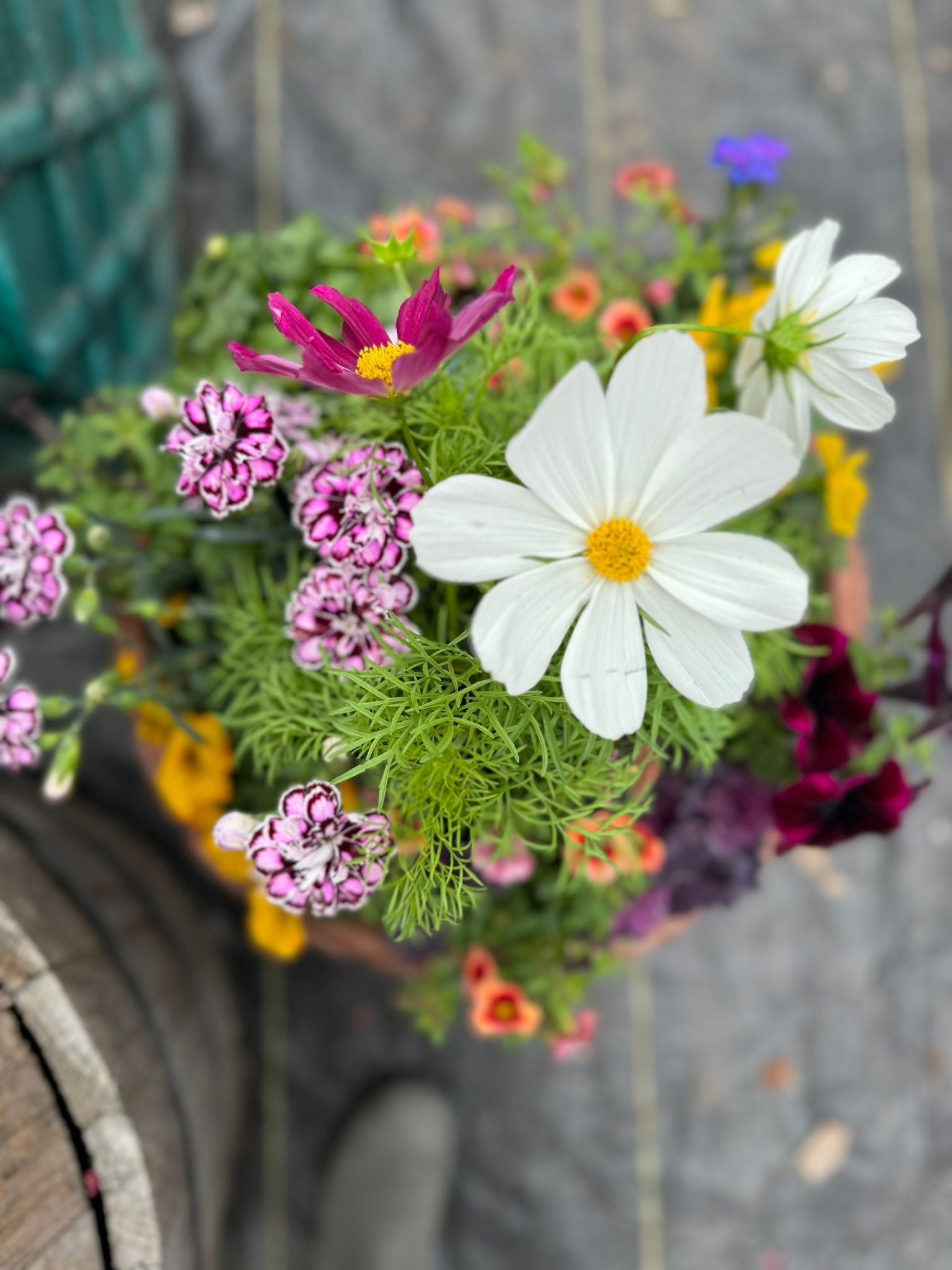 A close up of a potted plant with flowers in it.