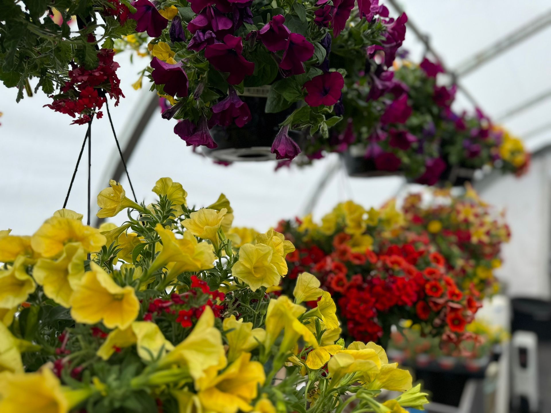 A greenhouse filled with lots of colorful flowers hanging from the ceiling.