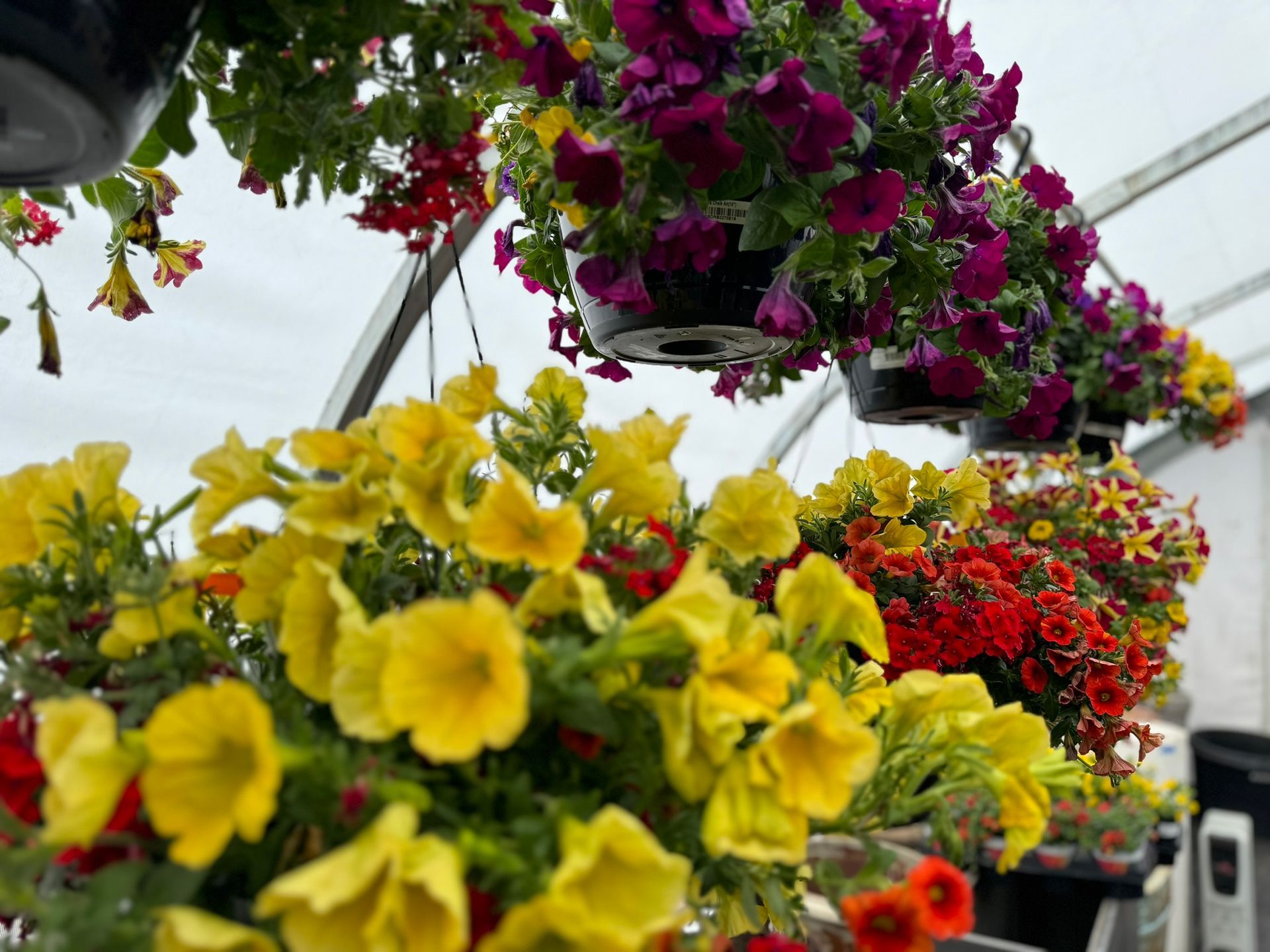 A greenhouse filled with hanging baskets of flowers.