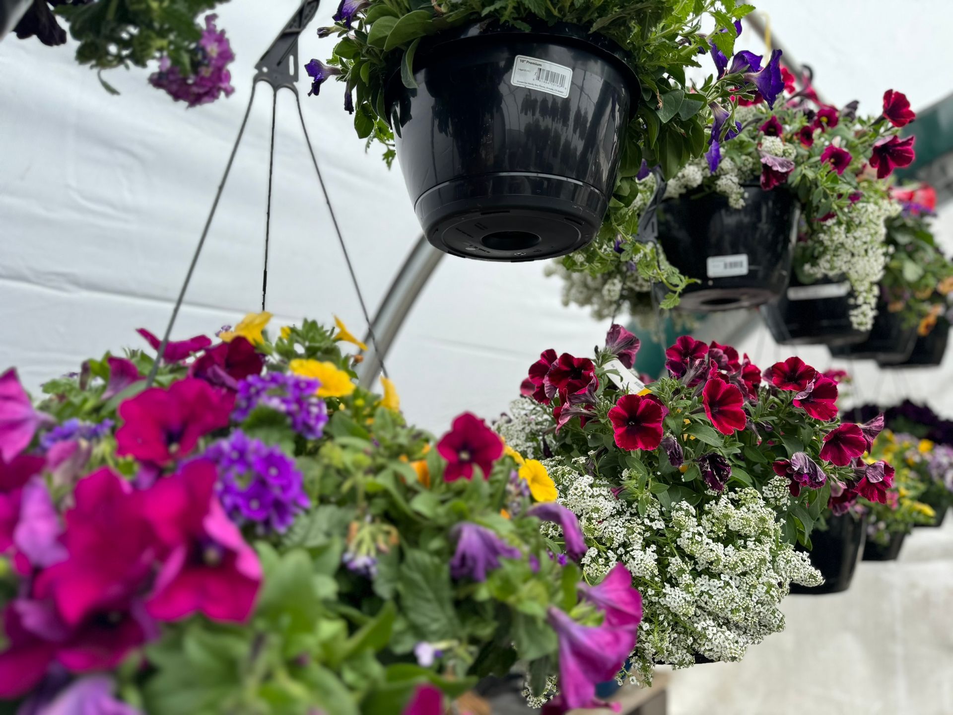 A greenhouse filled with hanging baskets of flowers.