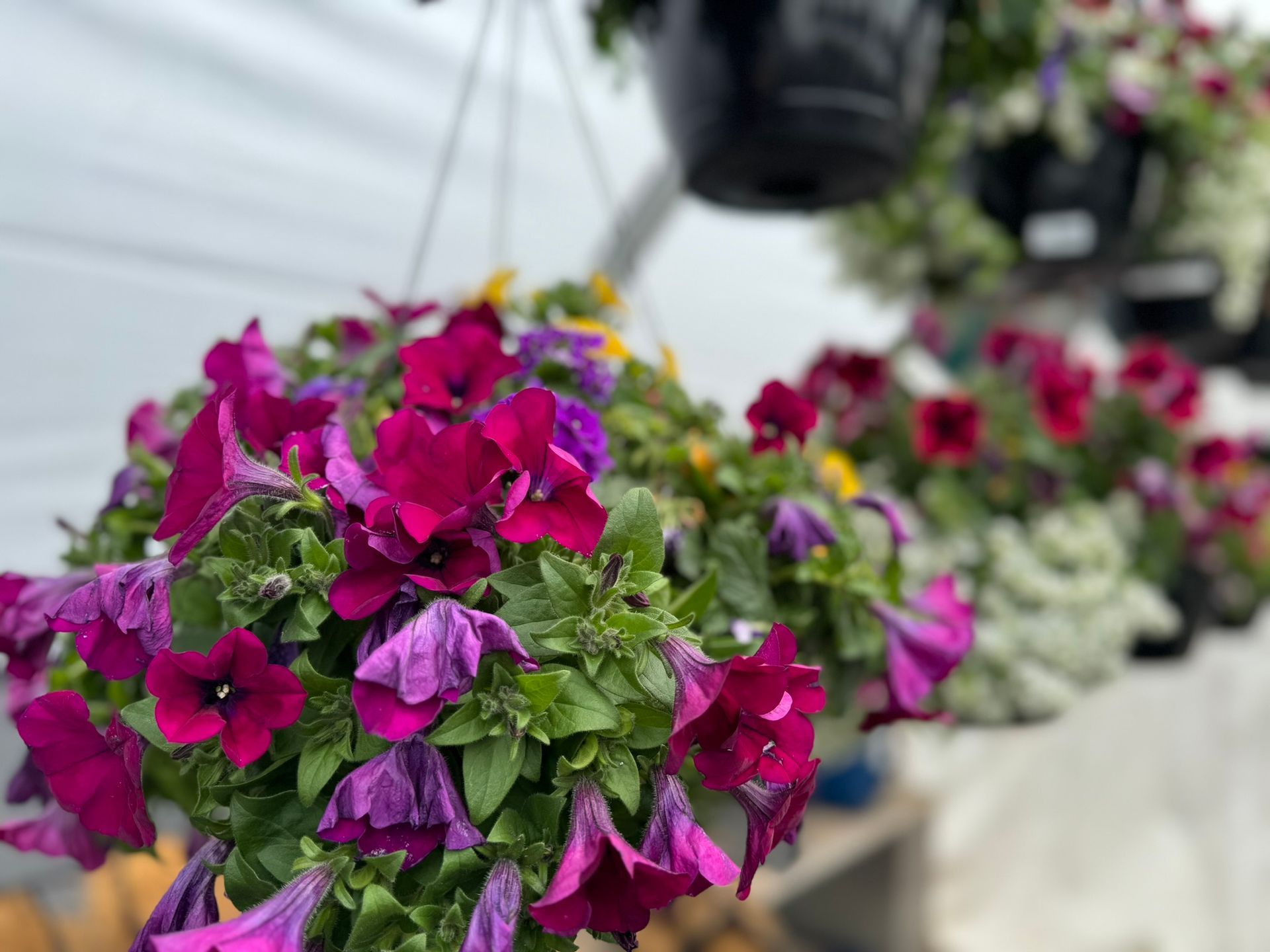 A bunch of purple flowers are hanging from a plant in a greenhouse.