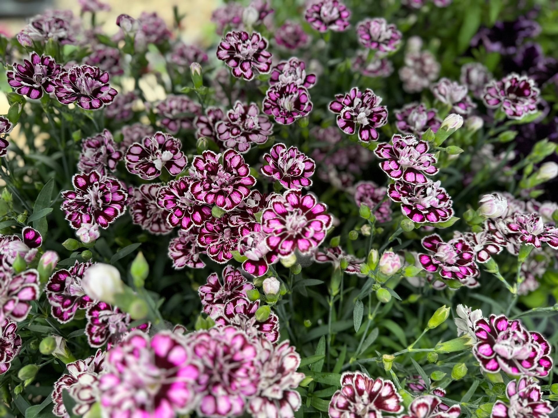 A bunch of purple and white flowers are growing in a garden.