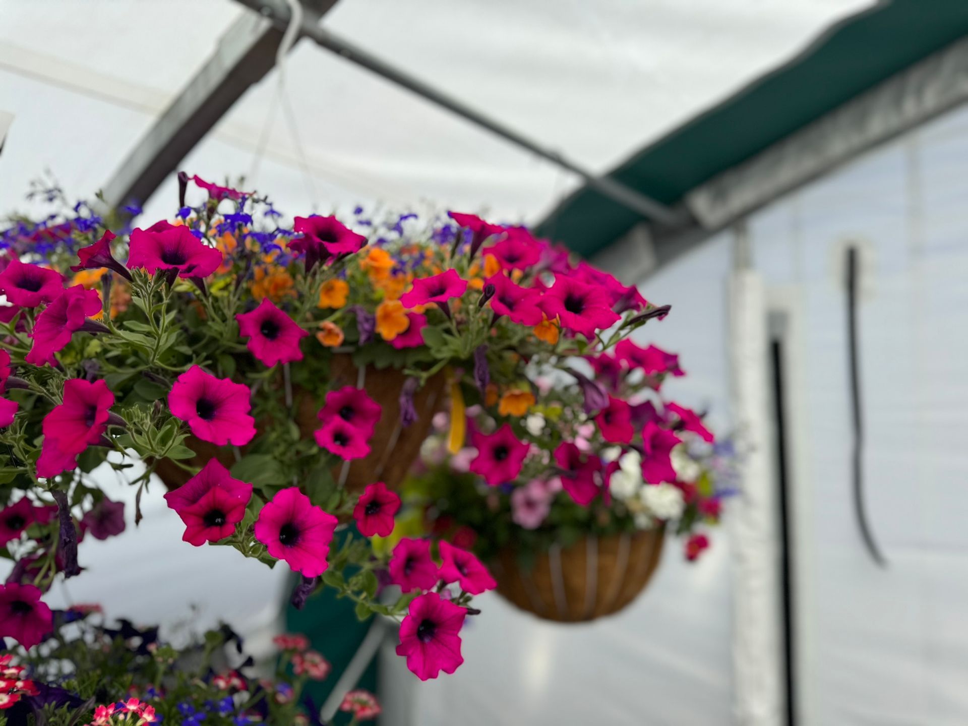 A bunch of hanging baskets filled with pink flowers