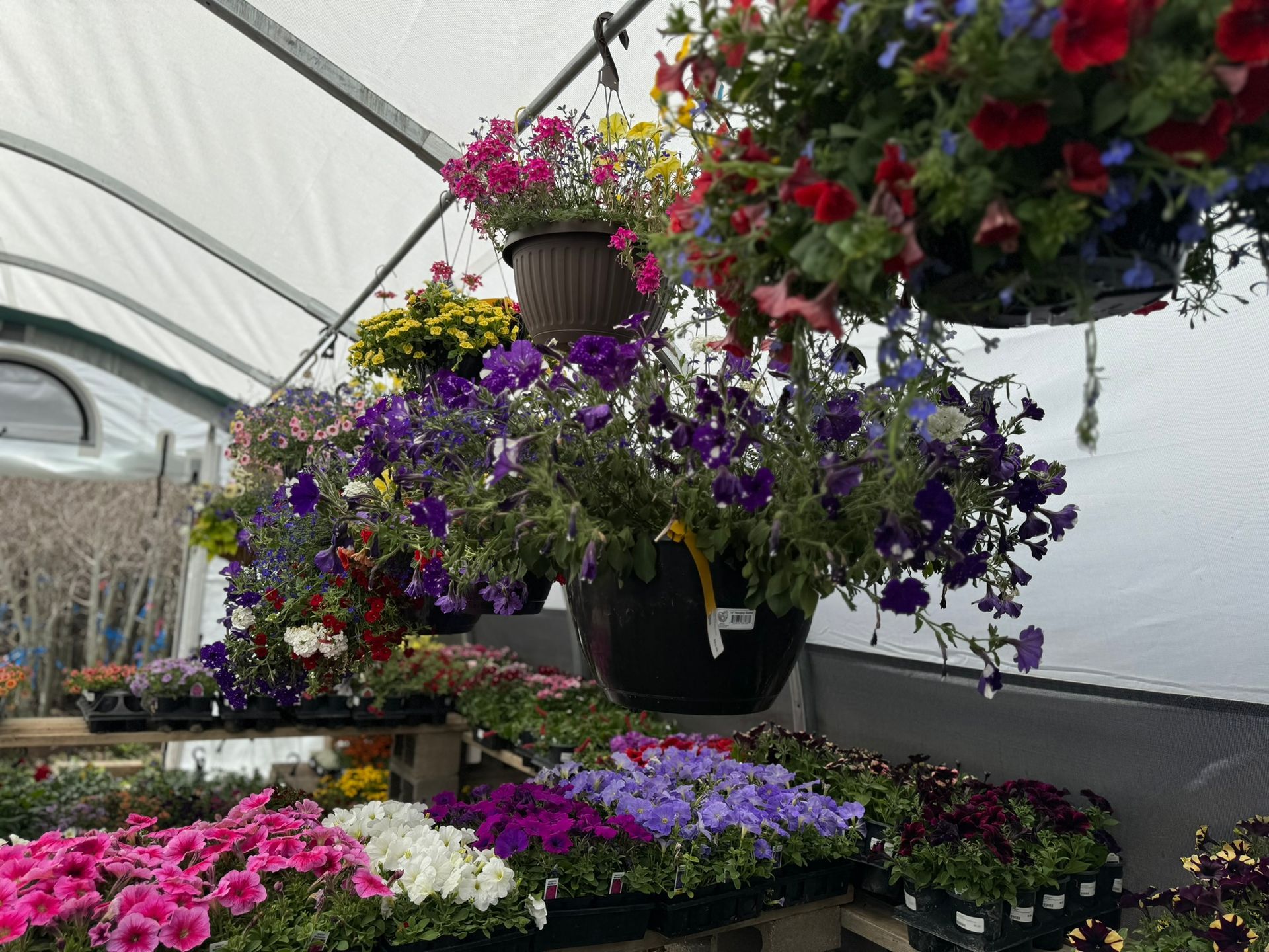 A greenhouse filled with potted flowers and hanging baskets.