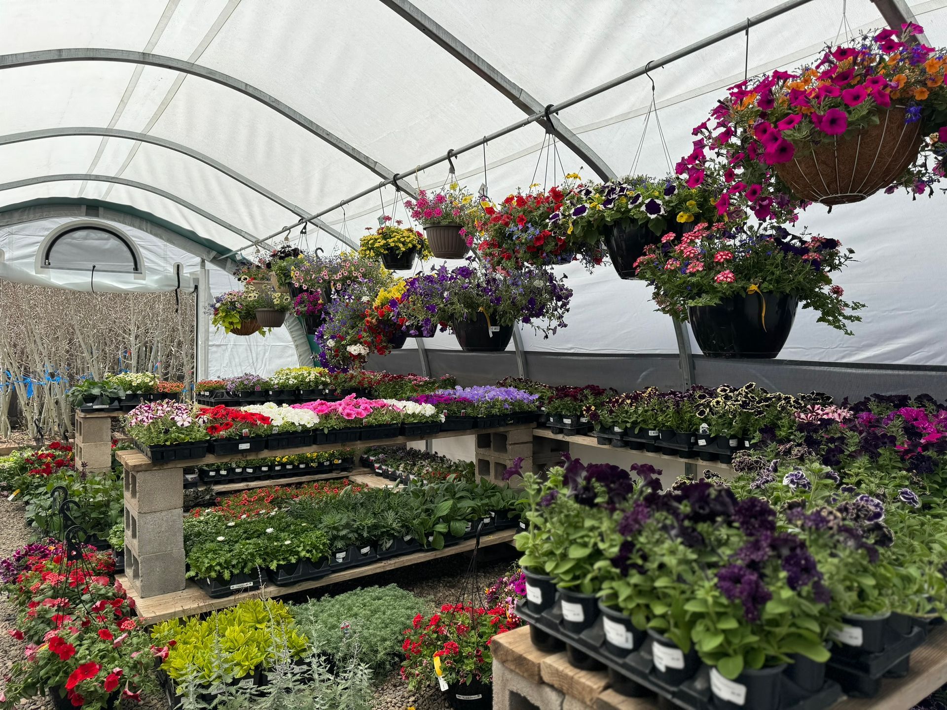 A greenhouse filled with lots of potted plants and hanging baskets.
