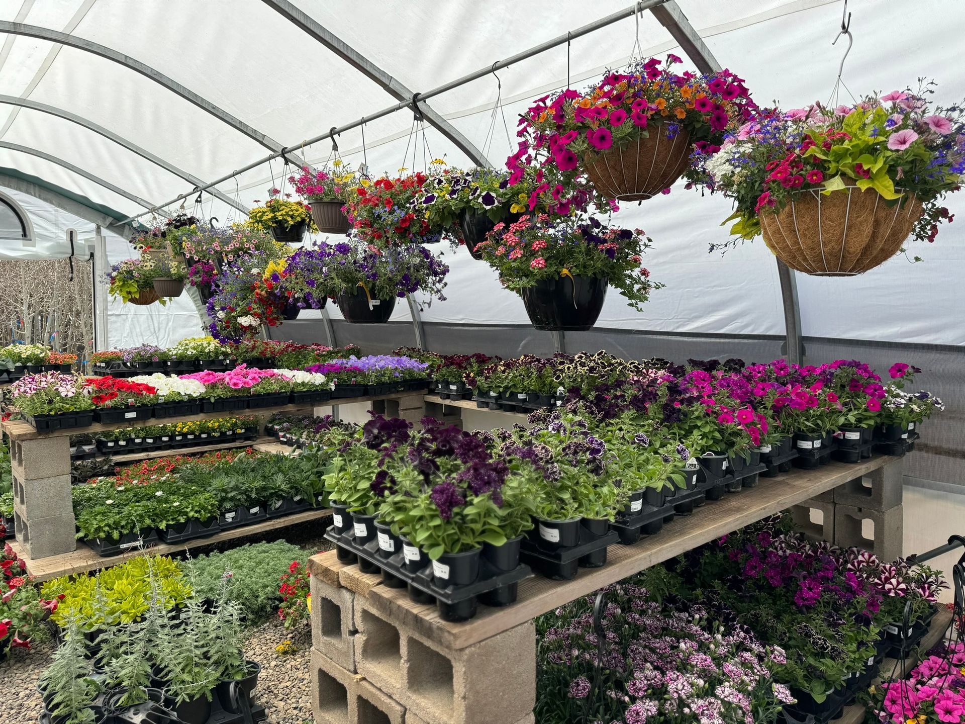 A greenhouse filled with lots of potted plants and hanging baskets of flowers.