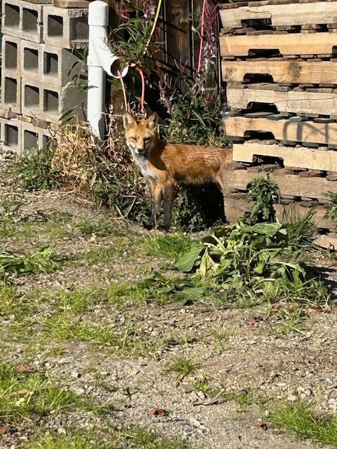 A red fox stands on dirt ground between a stack of concrete blocks and wooden pallets near a white pipe.