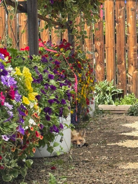 A small fox with orange fur peeks out from behind a white flower planter in a garden.