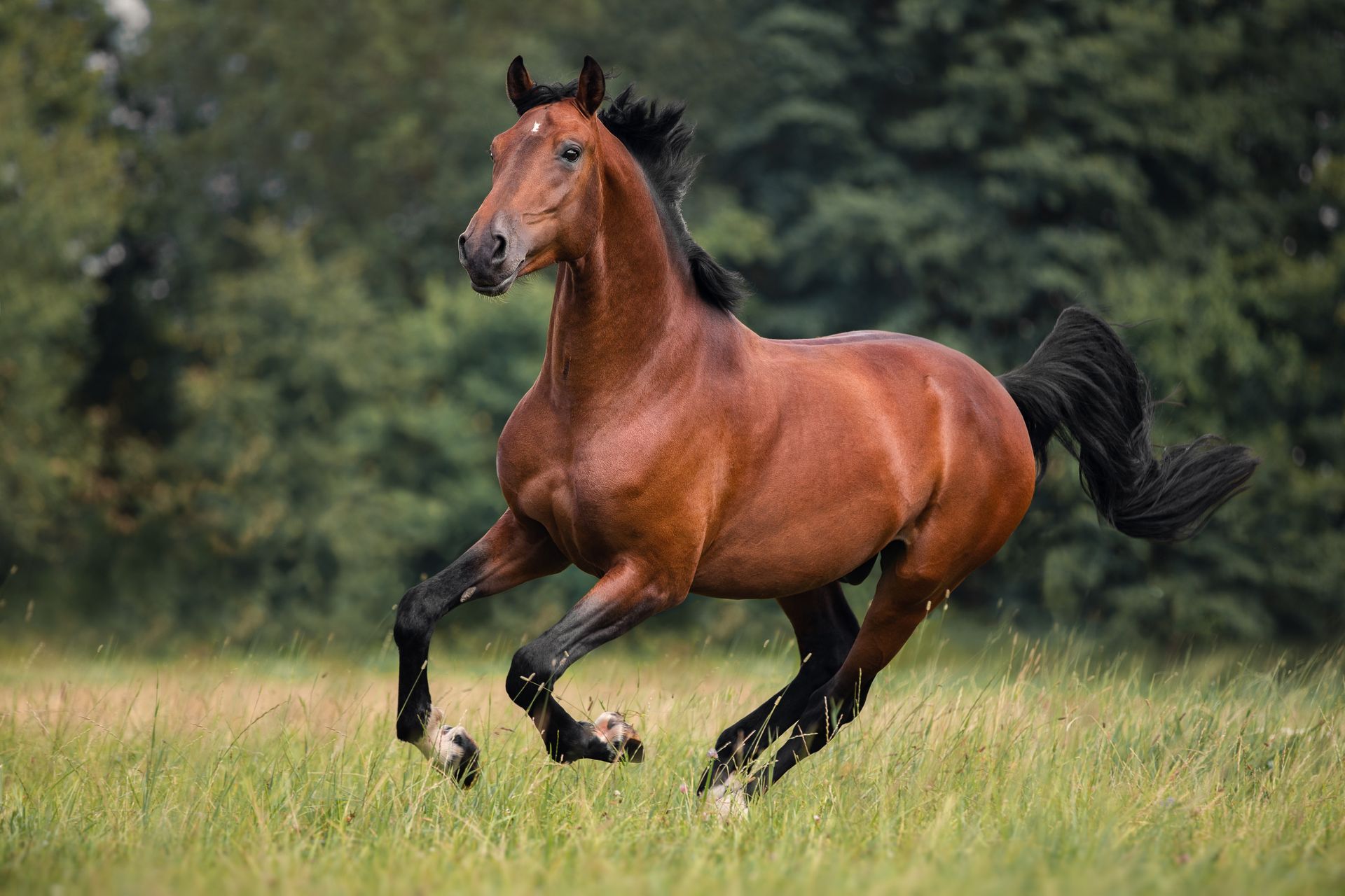 A brown horse is running through a grassy field.