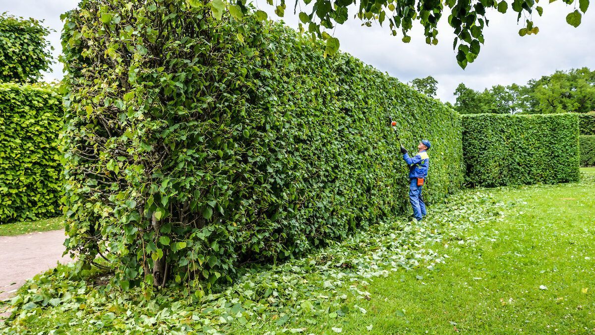 A professional trimming the hedge