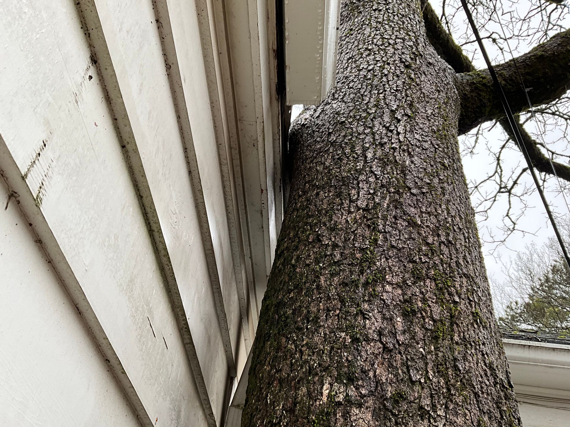 ar statewide tree service gallery image 3