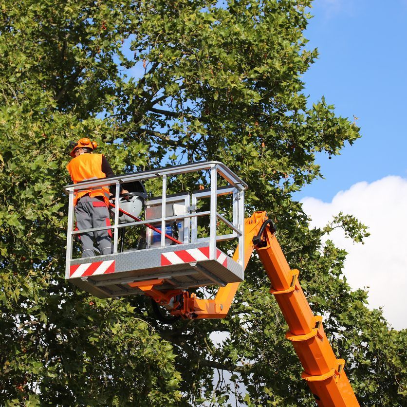 A man is cutting a tree with a crane.