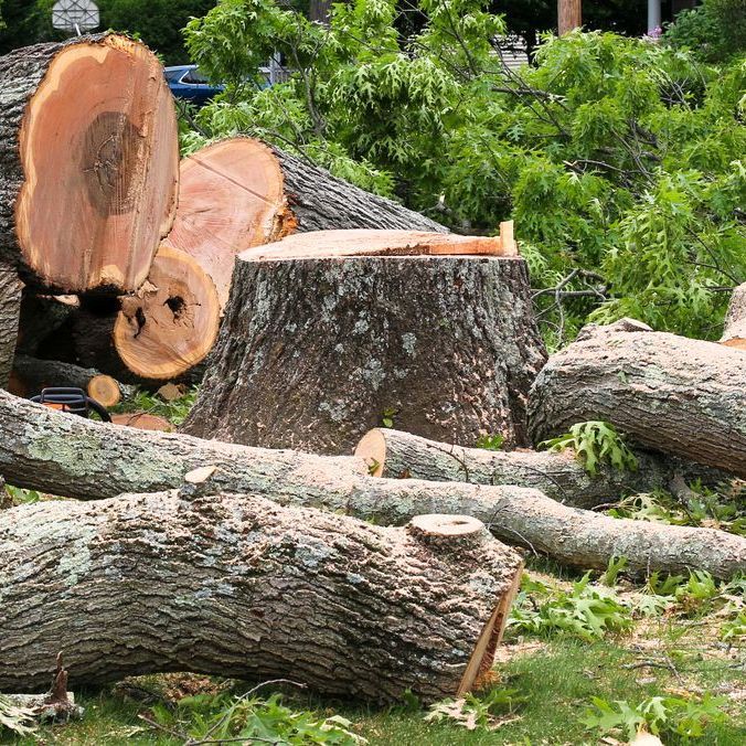 A pile of logs and stump in a grassy area