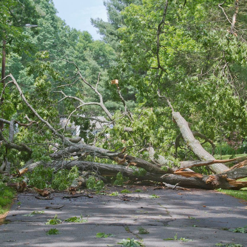 A tree that has fallen on the side of a road.