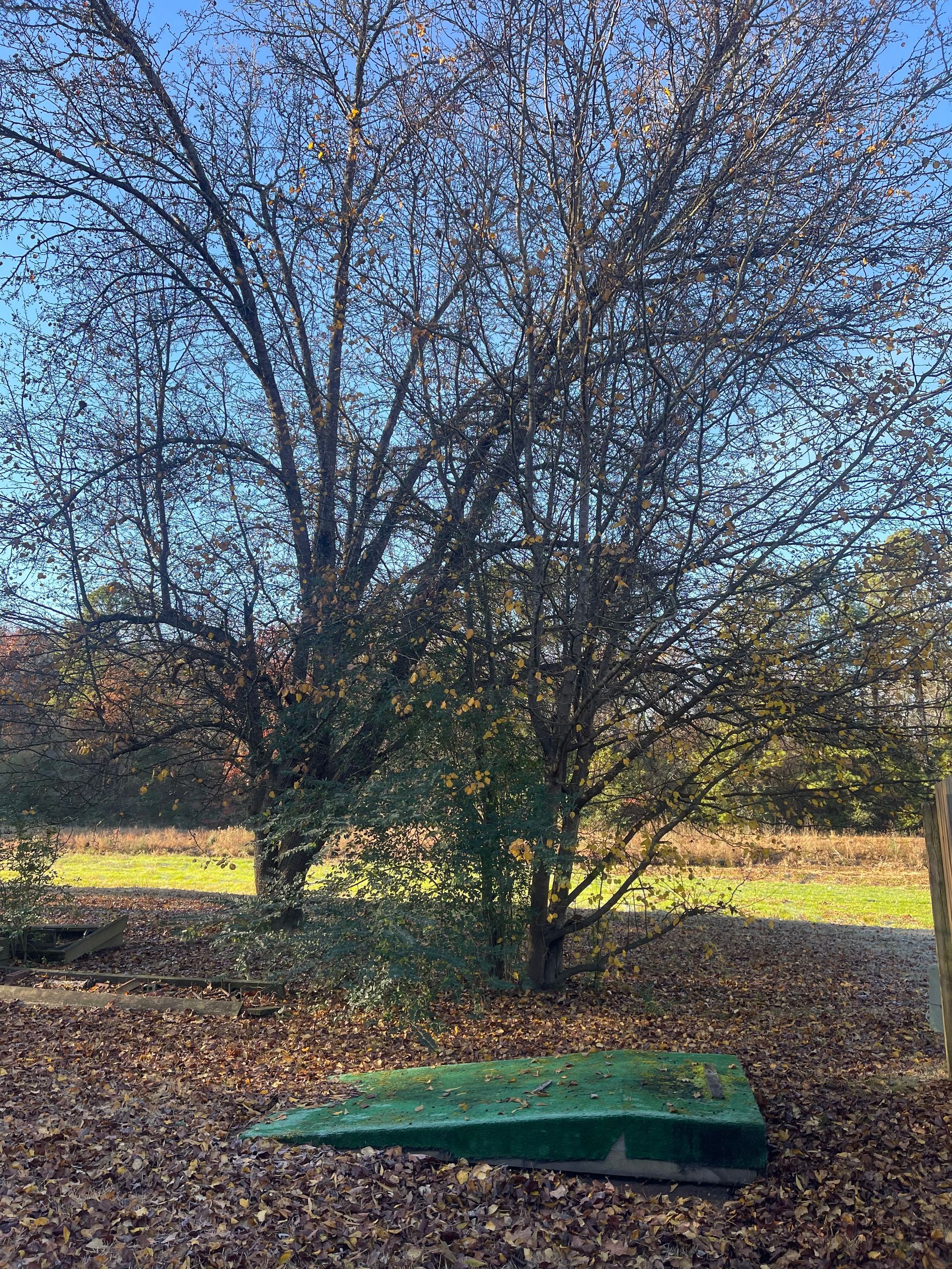 a green box is sitting under a tree in a field .