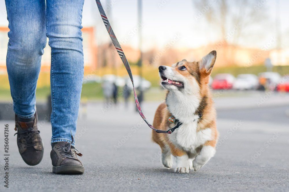 Dog Obedience Treasured Canine Academy Corgi on a Lead