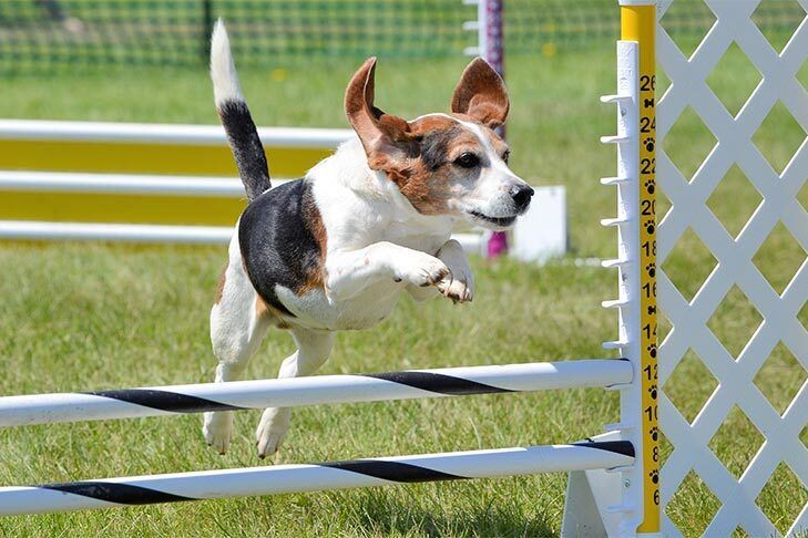 Dog Agility Training Jumping Over Poles