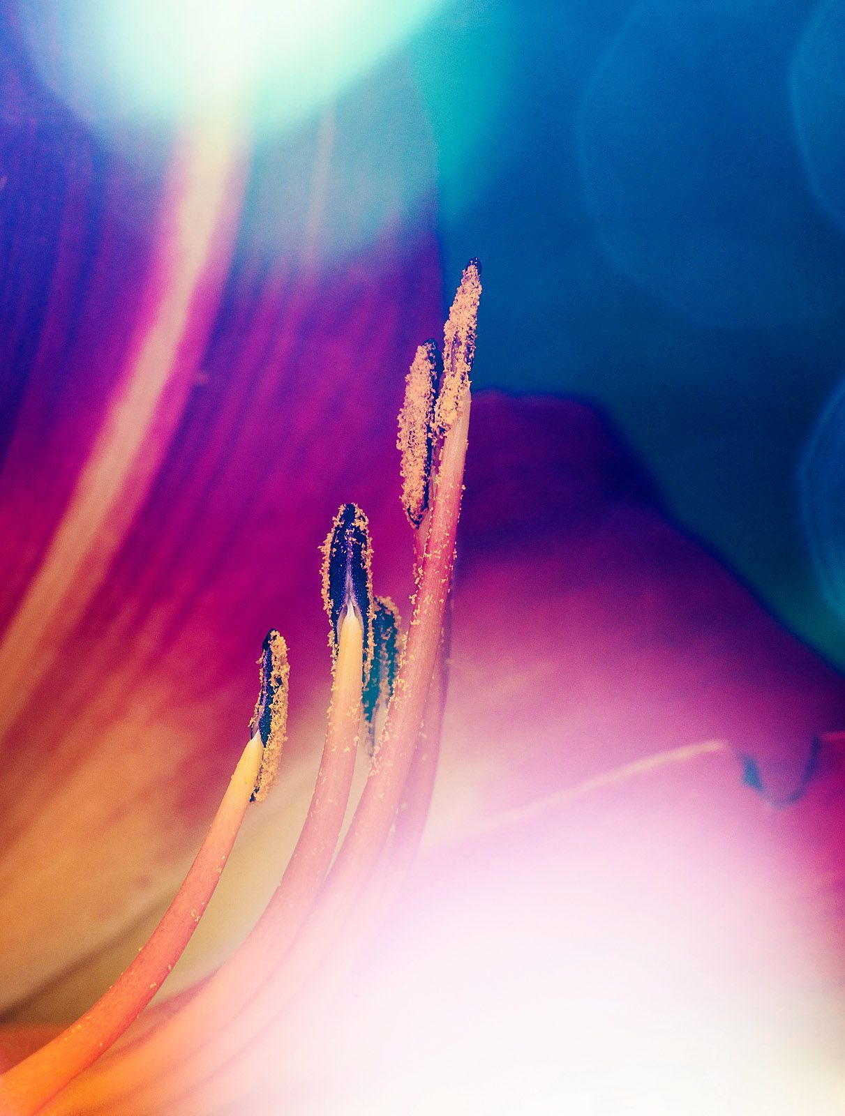 A macro of single lily in the garden on a summer day, lit by a solo strobe to create pure art.