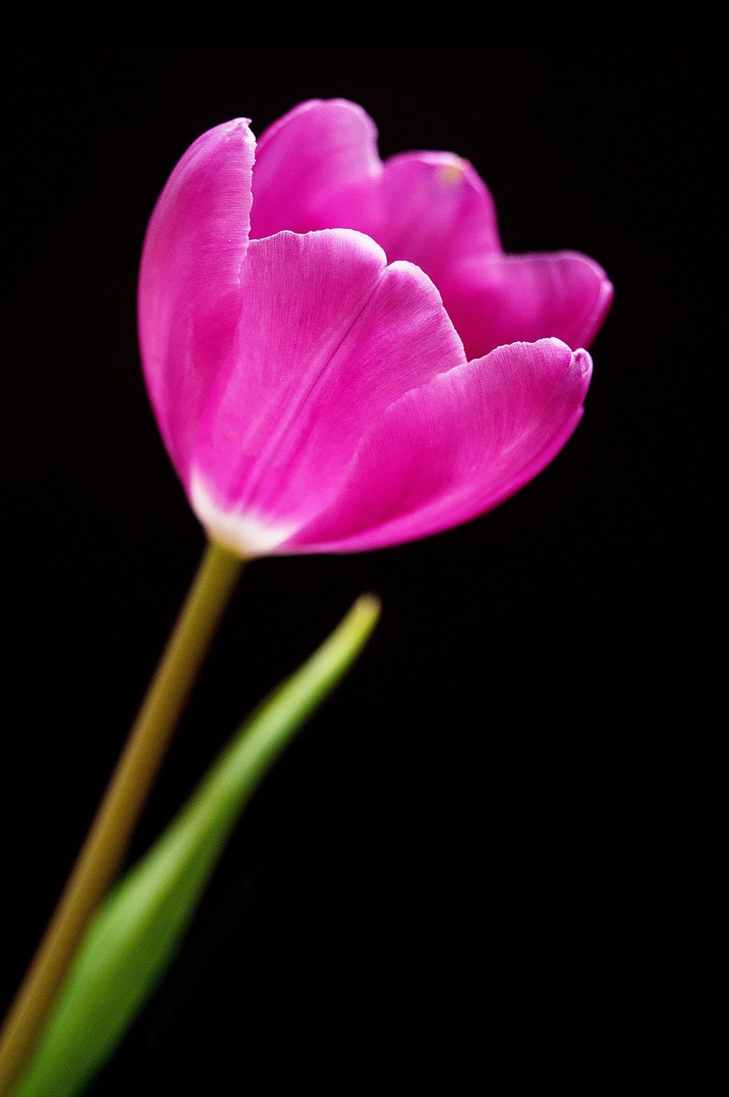 Simple beauty from a solo tulip.