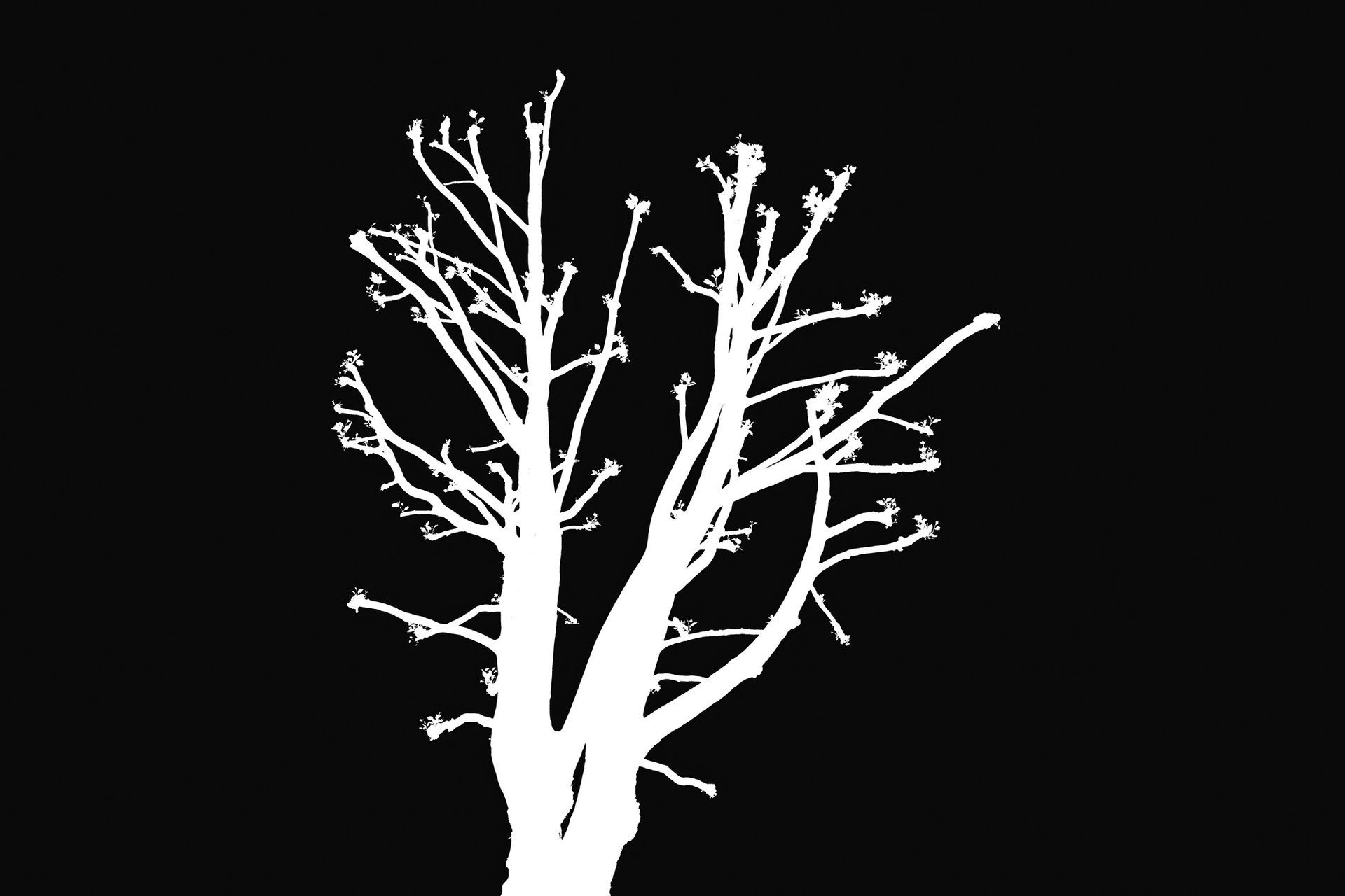 THE WISHING TREE | Fine Art NFT by Doug Friesen