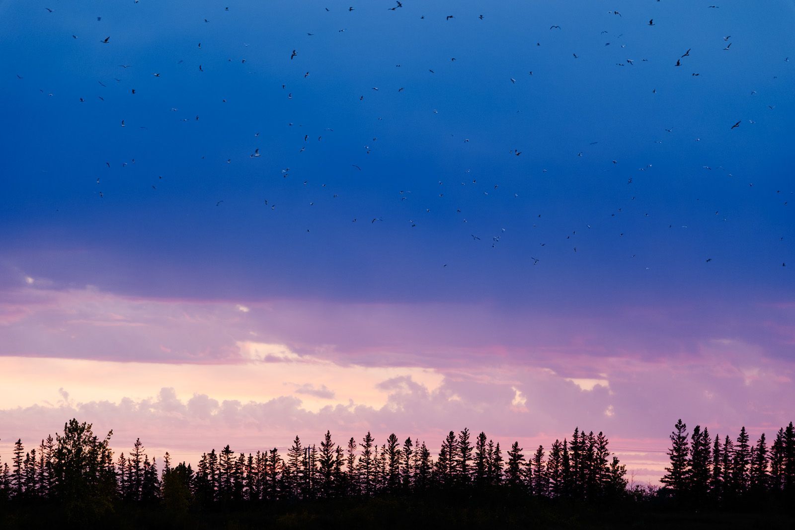 Fall sunset migration event at Fort Whyte Nature Reserve in Winnipeg, Manitoba, Canada.